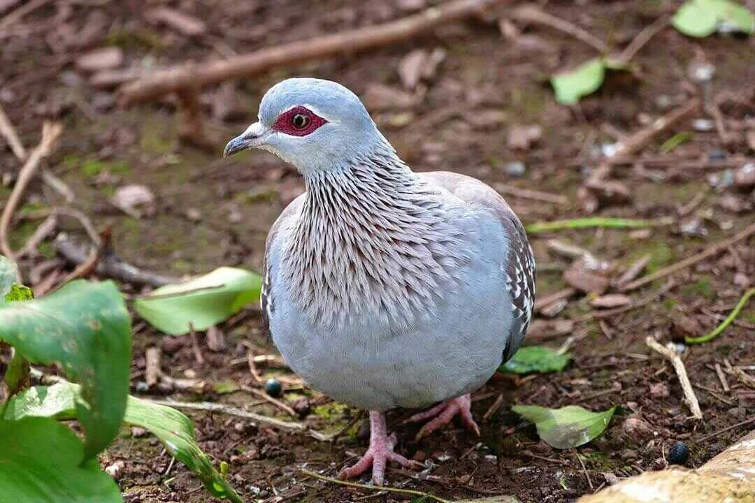 Speckled Pigeon